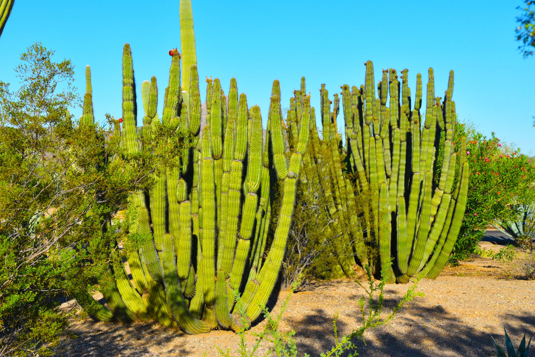 2023 Master Gardener Home Garden Show